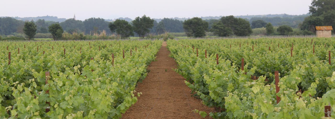 Terroir-«-Les-Colombiers-»